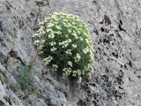 P1190506