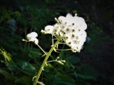 P1120442