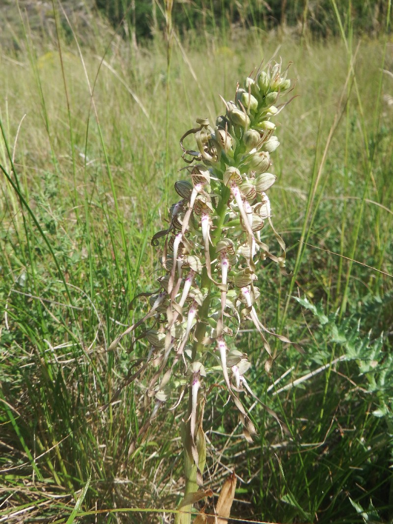 orchis bouc