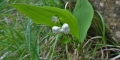 muguet