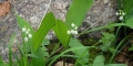 muguet