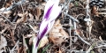 crocus