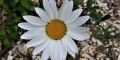 marguerite