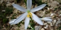 phalangère à fleurs de lys