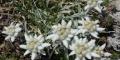 2_edelweiss