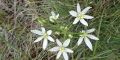 Phalangère à fleurs de lys