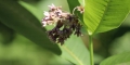 Herbe-aux-perruches-Asclepias-syriaca