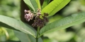 Herbe-aux-perruches-Asclepias-syriaca