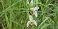 Ophrys apifera