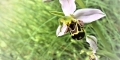 Ophrys apifera