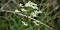 saxifrage