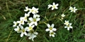 saxifrage