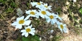 leucanthème de Haller