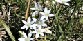 Phalangère à fleurs de lys