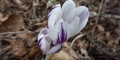 crocus