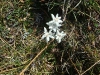 Edelweiss