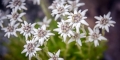 edelweiss