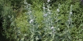 guimauve-officinale