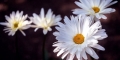 marguerite