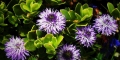 globulaire