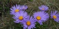 aster