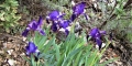 Iris nain des montagnes