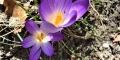 Crocus