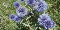 Echinops ritro