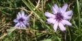 Catananche bleue