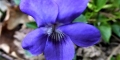 violette