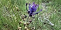 muscari