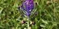 muscari