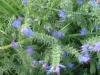 echium vulgare vipérine