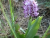 orchis singe