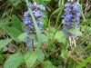 Bugle de Genève