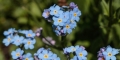 myosotis