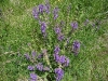 Salvia pratensis