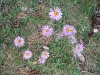 aster