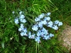 myosotis