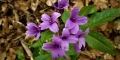 cardamine digitée