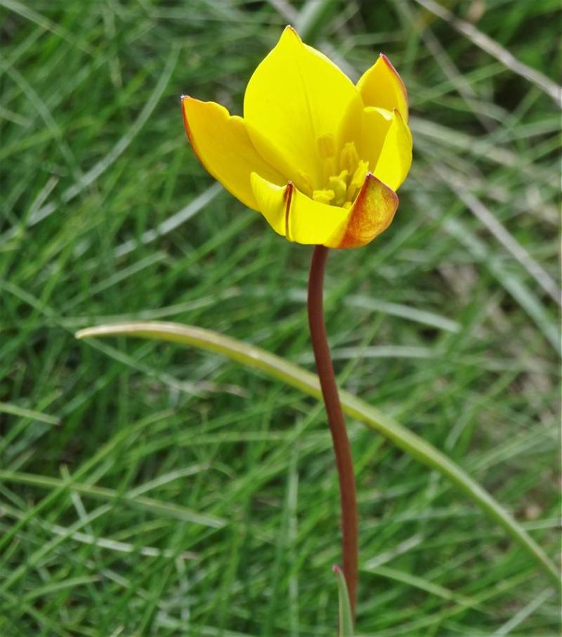 tulipe australe