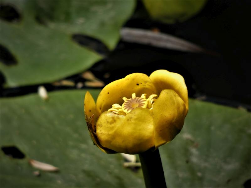 nénuphar jaune