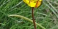 tulipe australe