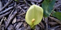 arum sauvage , pied de boeuf