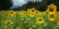 tournesols