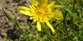 Catananche jaune