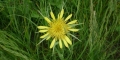 Catananche jaune