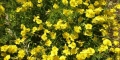 Helianthemum