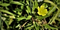 Ludwigia-peploides-2