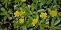 Ludwigia-peploides-3